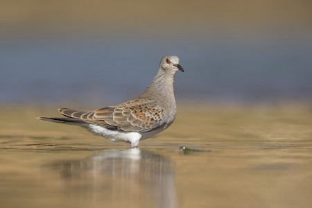 Animal, Bird, Dove, Pigeon